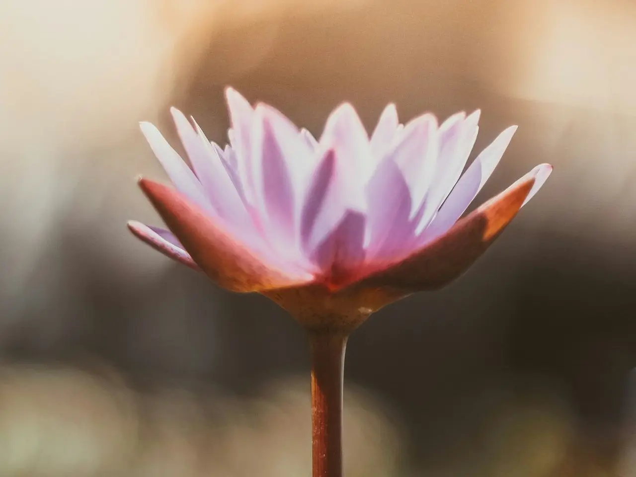 shallow focus photography of purple flower